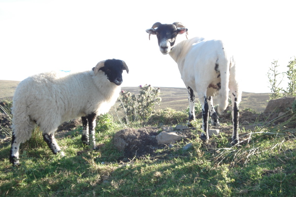 Manx sheep