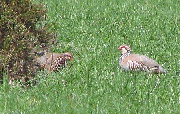 many game birds are seen all over the island including these Red Legged Partridges