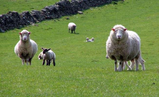 sheep in spring