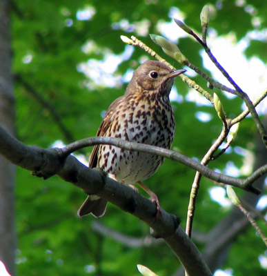 Thrush